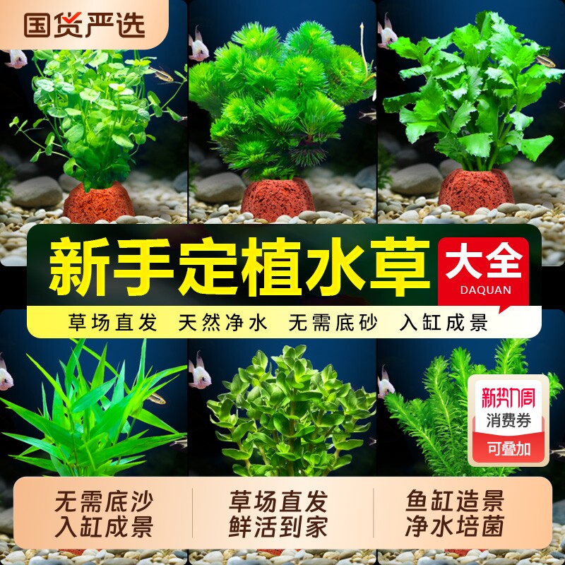 鱼缸火山石水草植物真草绿菊蜈蚣草水榕净化水质水草造景矮珍珠