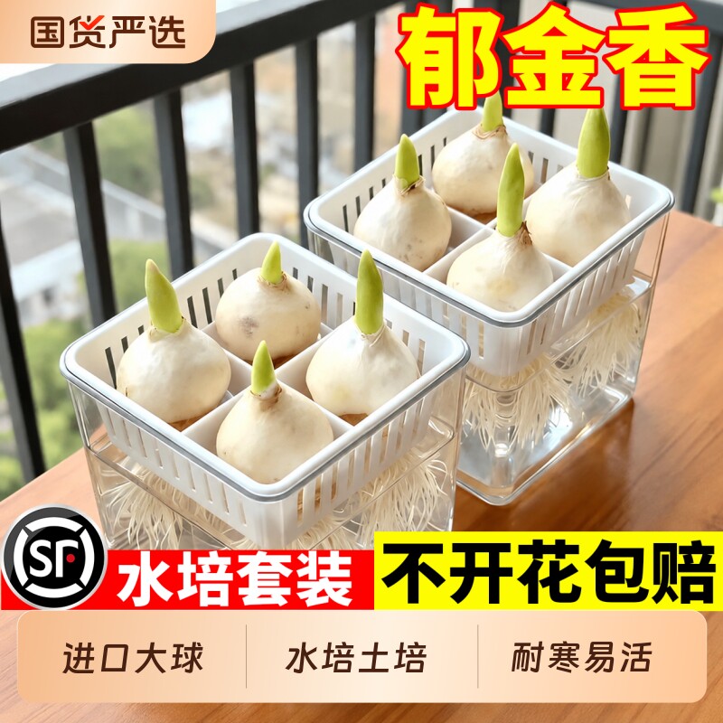 郁金香种球耐寒冬季水培花卉绿植室内阳台盆栽四季开花好养活种球