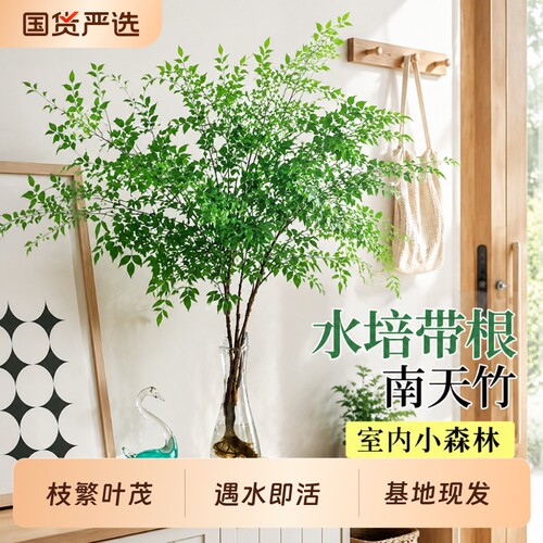 南天竹水培带根植物盆栽室内客厅摆件绿植火焰红马醉木吊钟好养活