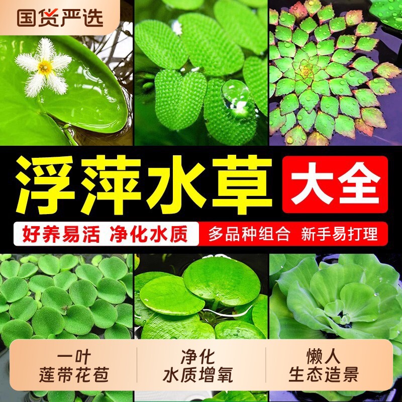 浮萍水草植物鱼缸造景水培真水草图片