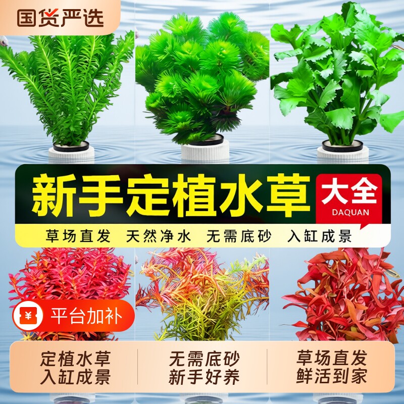 阴性新手水质水草植物鱼缸水草造景活真草水榕绿植蜈蚣草鱼草沉木
