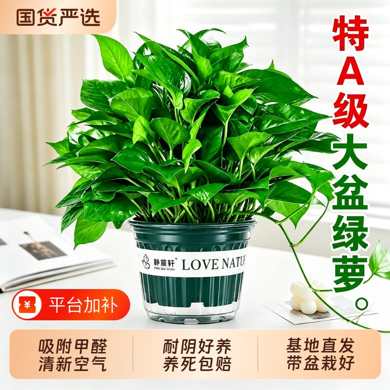 绿萝盆栽组合款水培绿植大叶绿萝净化空气吸新房甲醛室内绿植好养