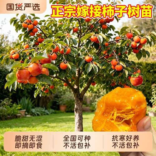 特大脆甜柿子苗树太秋脆柿子嫁接树水果苗庭院耐寒阳丰北方正宗
