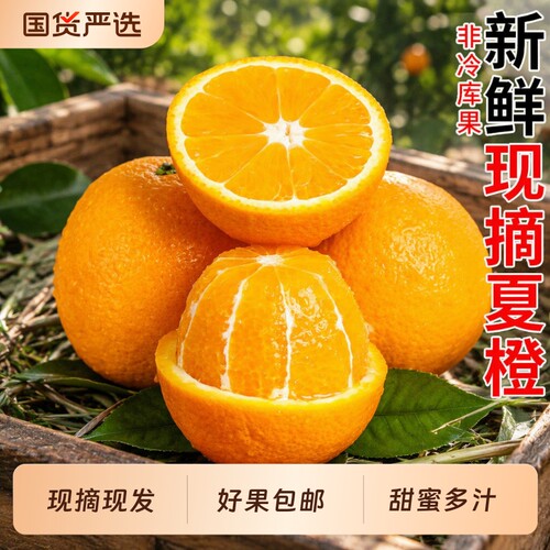 秭归夏橙特大果|回头客超1000人