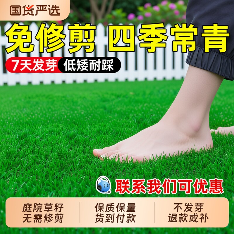 草坪草籽四季常青矮生庭院地毯草护坡耐热狗牙根马尼拉黑麦草种子