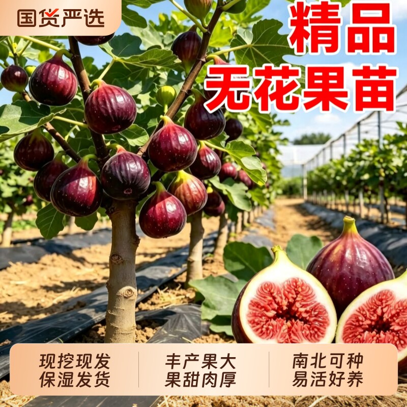 波姬红无花果树苗果苗带土带叶盆栽阳台水果南方北方种植当年结果图片