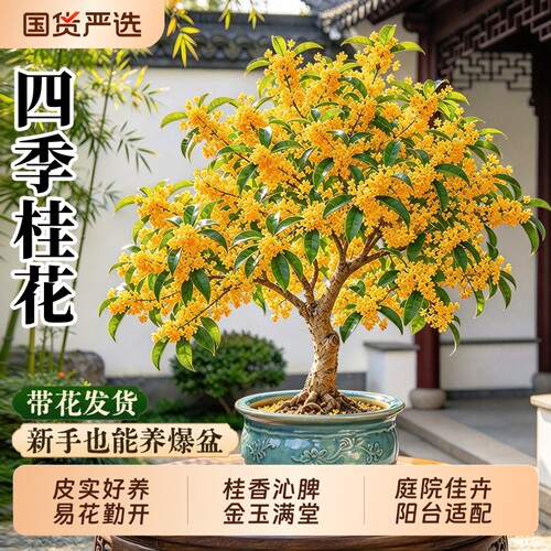 桂花盆栽带花苞发货四季桂金桂