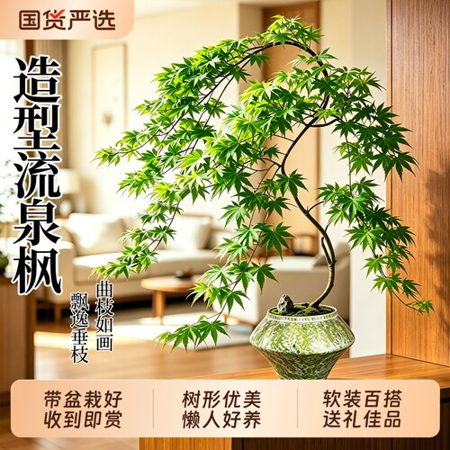 流泉枫懒人植物轻奢绿植桌面四季