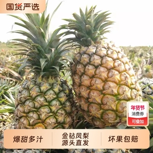 正宗海南金钻凤梨新鲜水果当季台农17号手撕无眼整箱香水菠萝包邮