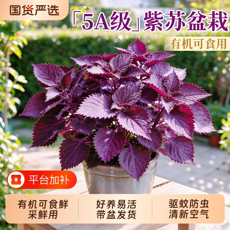 紫苏苗盆栽可食用绿植物紫苏叶大苗带土室内香草香料四季驱蚊植物