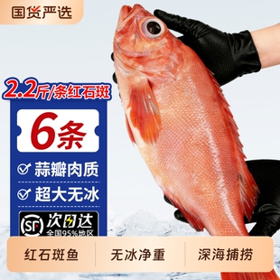 红石斑鱼鲜活冷冻超大红鱼龙胆富贵鱼深海海鱼大鱼新鲜海鲜水产
