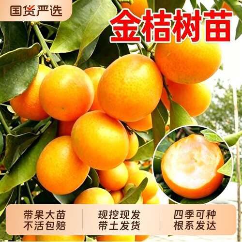 金桔树树苗广西脆皮果树盆栽无籽橘子果苗四季脆蜜砂糖橘盆栽地栽