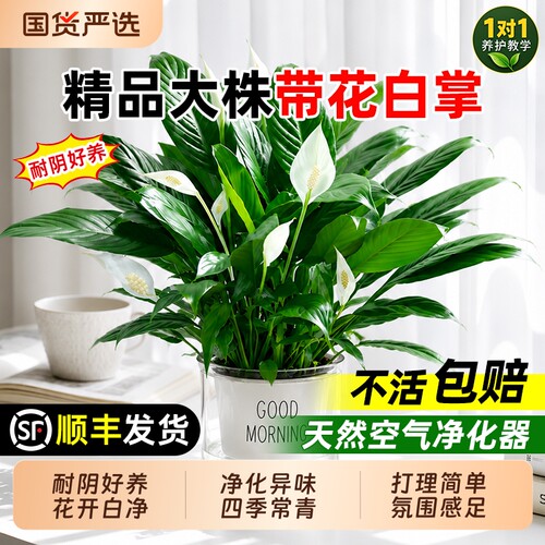 白掌盆栽净化空气水培植物绿萝箩绿植花卉红掌吸除室内甲醛发财树