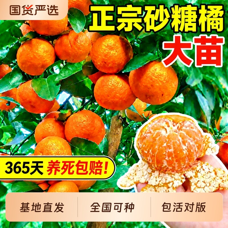 【全网热销100w】正宗沙糖桔树苗图片