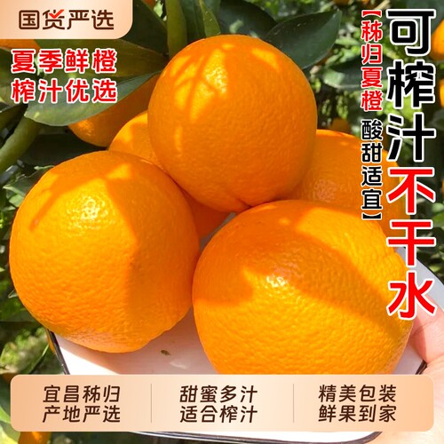 秭归夏橙春橙现摘现发