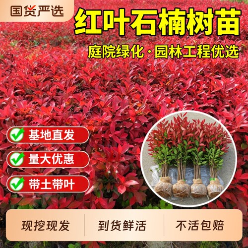 红叶石楠树苗球庭院别墅耐寒旱好养活四季常青篱笆墙绿化植物耐热