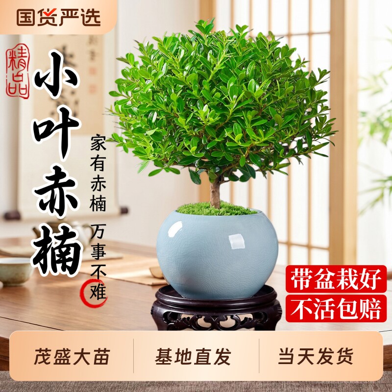 小叶赤楠老桩盆栽客厅桌面植物室内阳台四季好养常青花卉绿植盆景