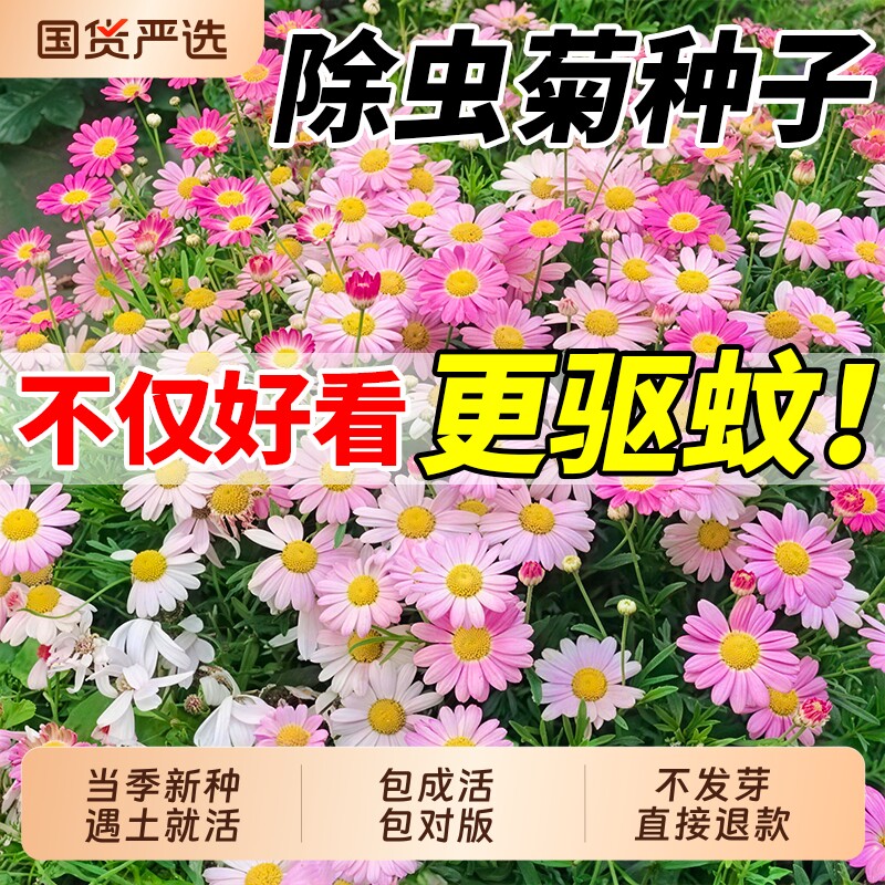 除虫菊种子四季开花植物薄荷虞美人庭院驱蚊草花种籽太阳花籽重瓣