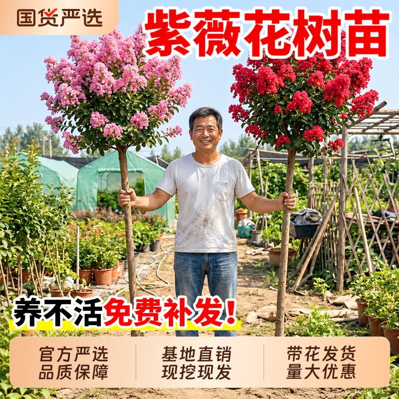 紫薇花树苗庭院别墅道路耐寒花卉植物盆栽大苗工程大型风景树种植