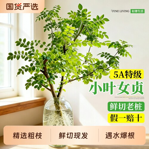小叶女贞水培植物造型树老桩带根鲜切枝室内绿植桌面水养四季长青
