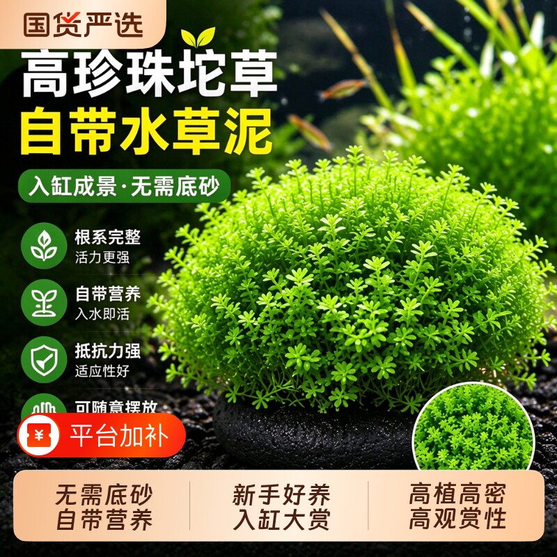 日本高珍珠爬地珍珠草水草植物鱼缸造景专用淡水培阴性前景草无菌