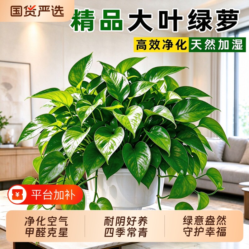 绿箩植物室内吸长藤甲醛大叶绿萝盆栽新房家用除四季绿植好养甲醛
