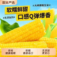 开源保丰正宗东北黄糯玉米非转基因无添加真空加热即食糯玉米香甜