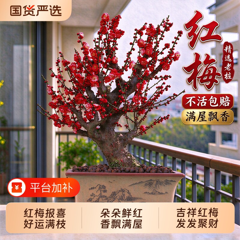 红梅花盆栽树苗室内外阳台花卉庭院地栽四季耐寒植物老桩盆景腊梅