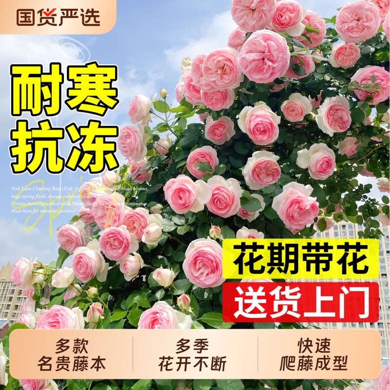 蔷薇花苗藤本月季花树大苗庭院爬藤植物阳台花卉爬墙玫瑰耐寒盆栽