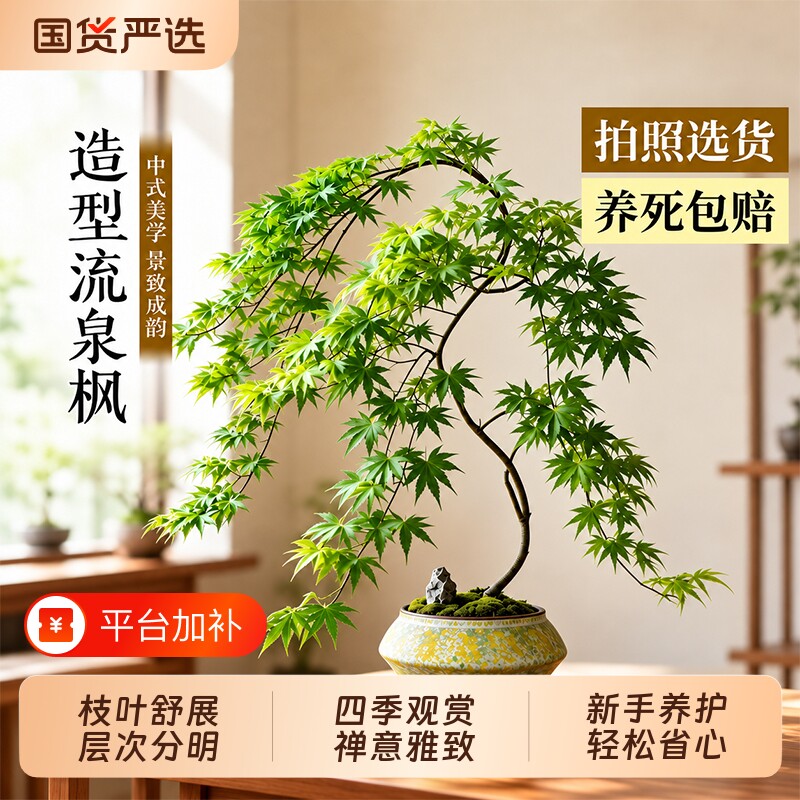 流泉枫盆栽绿植客厅茶桌老桩盆景中式造型茶室内绿植枫树桌面好养