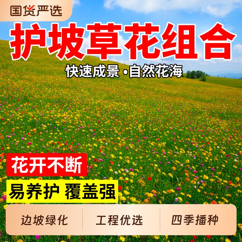护坡种子草花混合适合喷播草籽种四季耐寒耐旱护坡固土籽多年生