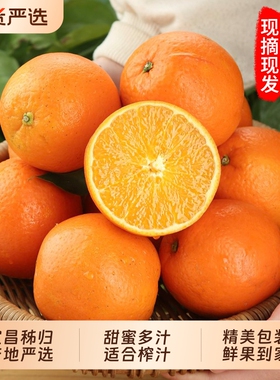 秭归脐橙果园现摘现发橙子包邮甜橙榨汁手剥冰糖橙新鲜当季鲜果