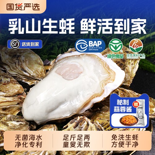贝司令乳山鲜活免洗生蚝
