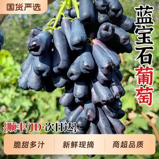 正宗云南蓝宝石金手指葡萄新鲜水果5斤无籽黑加仑孕妇美人指包邮