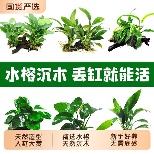 水榕水草沉木植物真草鱼缸造景