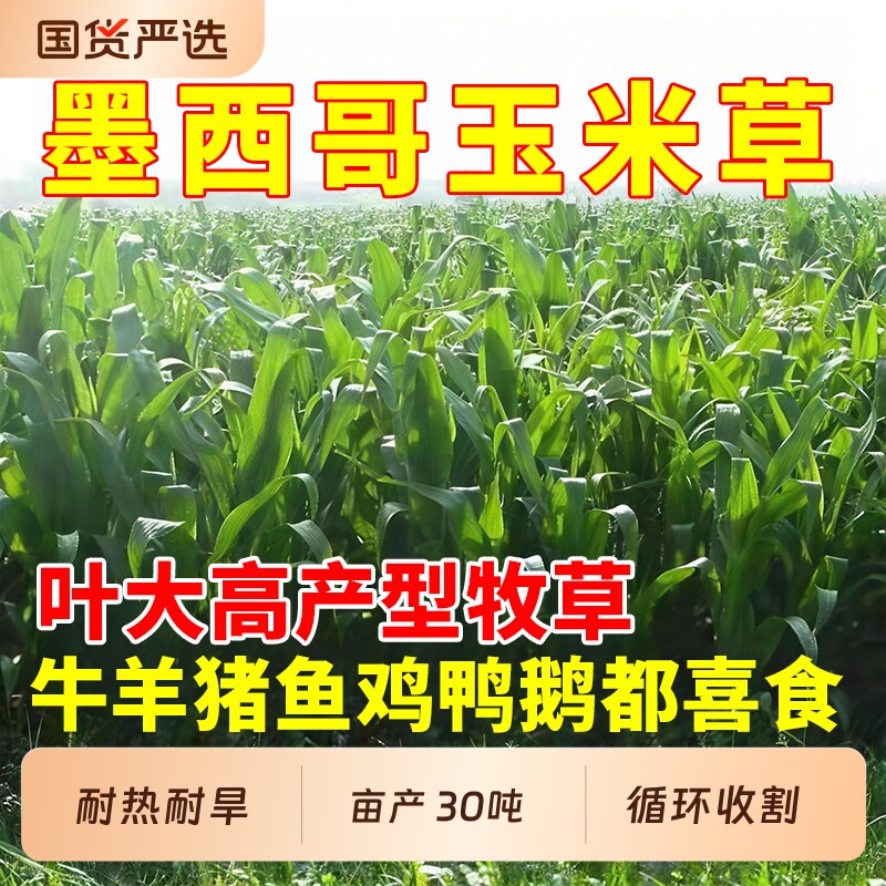 墨西哥玉米草种子高产牧草猪牛多年生再生畜牧养殖喂鱼草种籽四季