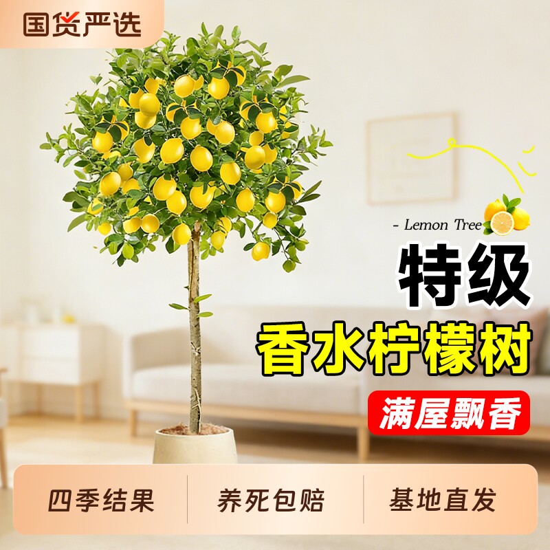 香水柠檬树盆栽带果客厅绿植大型植物室内阳台绿植四季好养除甲醛
