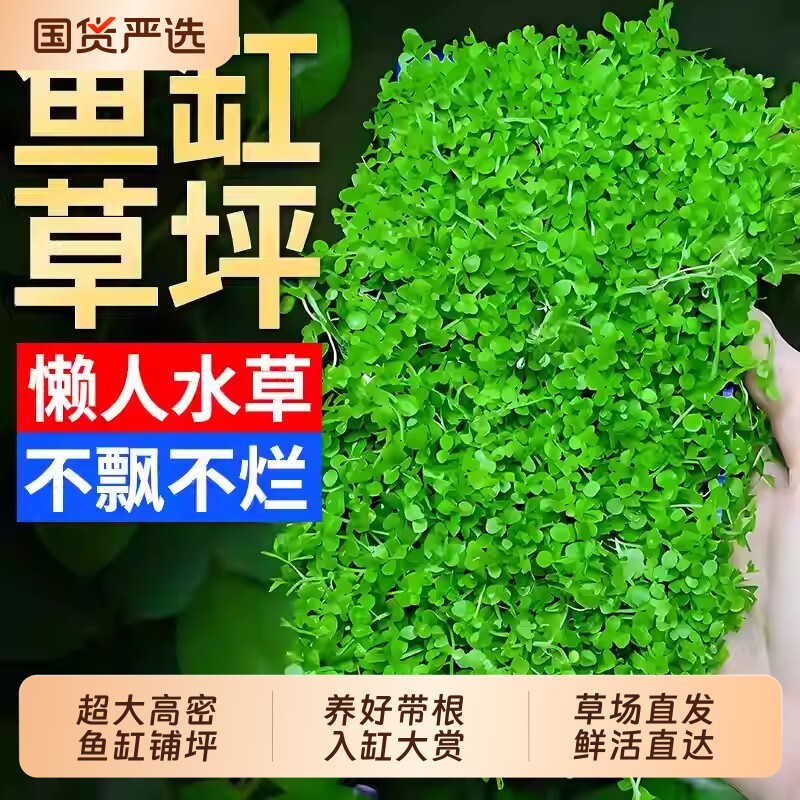 超值盒装爬地矮珍珠水草趴地矮日本高珍珠鱼缸造景草坪专用净水草