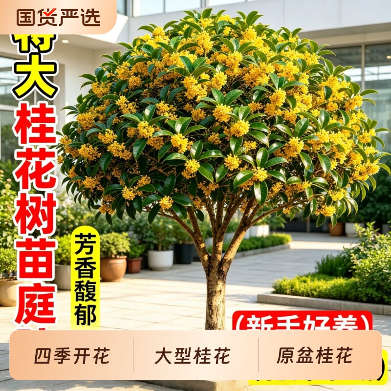 桂花树苗庭院地栽原生金桂丹桂图片