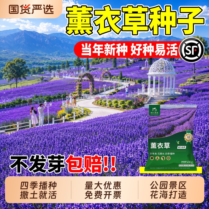 薰衣草种子四季播种耐寒庭院别墅景区花海花卉驱蚊植物阳台花种籽图片