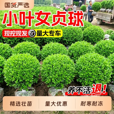 小叶女贞树苗球大小叶黄杨冬青球棒棒糖庭院绿化苗木耐寒小苗种植
