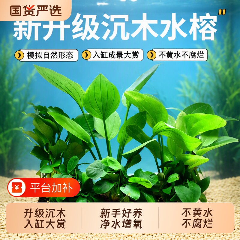 迷你水榕沉木水溶沉木鱼缸水草植物真草水培增氧装饰懒人造景大叶