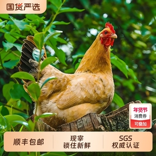 大别山正宗农家散养土鸡童子鸡小公鸡新鲜鸡肉现杀整只散养鸡母鸡