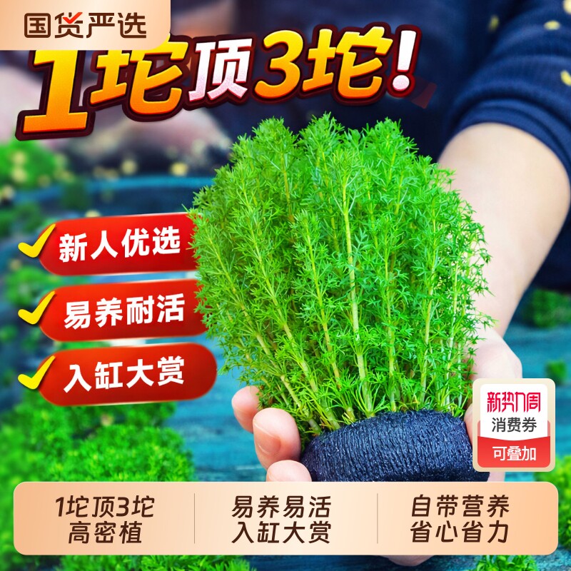 绿菊水草坨草鱼缸造景阴性水族箱蜈蚣草大小坨小宝塔龟缸净水增氧
