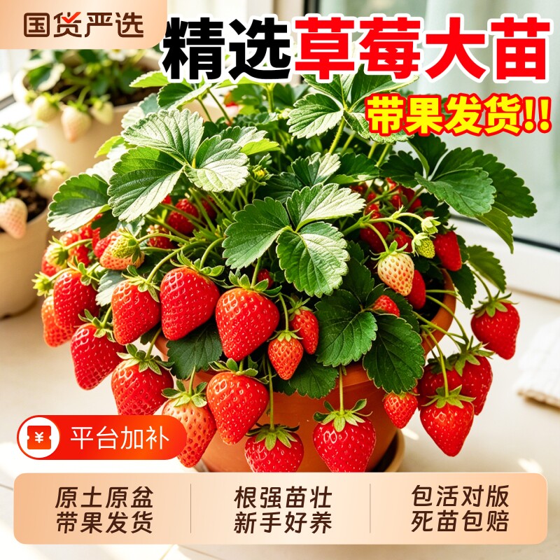 草莓盆栽带果发货脱毒优质奶油红颜草莓苗秧阳台室内种植当年结果