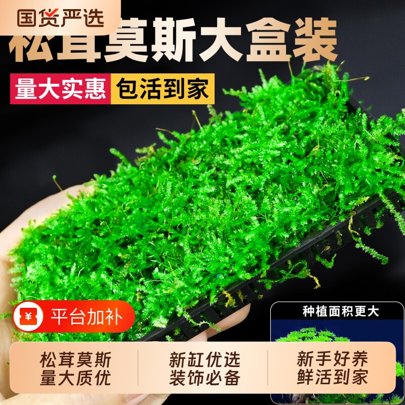 莫斯水草鱼缸造景真松茸莫斯盒片装饰专用沉木慕斯树前景阴性植物