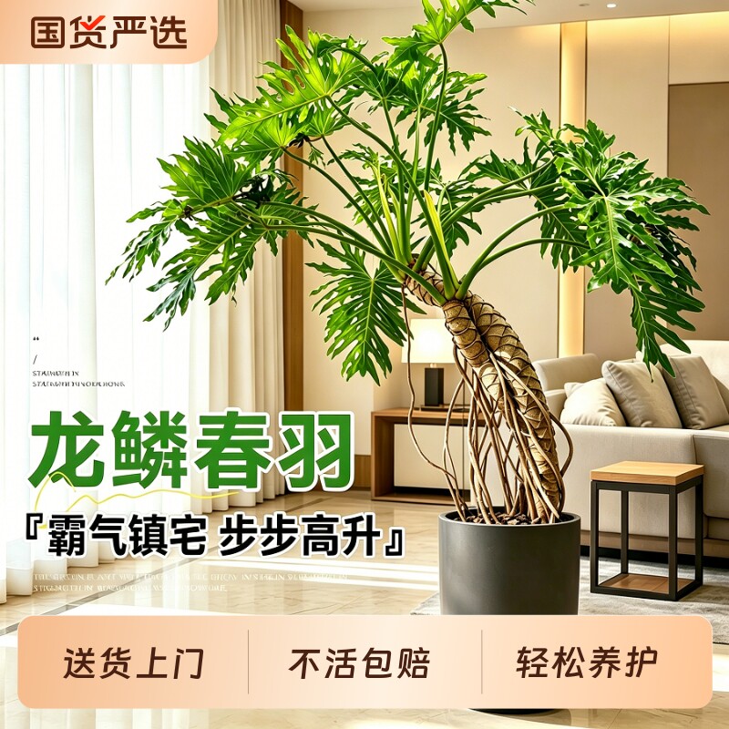 龙鳞春羽盆栽客厅绿植高级感室内大型植物落地大号老桩除甲醛阳台