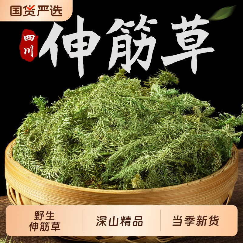 伸筋草中药材正品伸筋草的功效与作用泡水生筋草透骨草