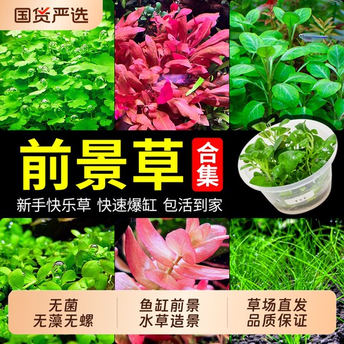 前景爬地矮珍珠鱼缸活无菌杯净水