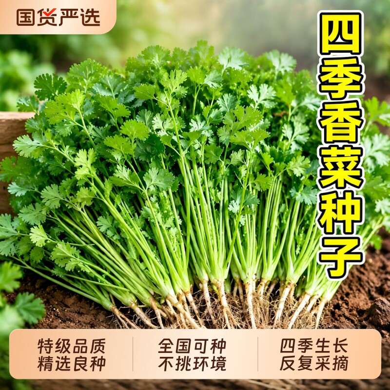 四季香菜种子大小叶老品种种籽耐热耐寒芫荽蔬菜种孑阳台盆栽大全